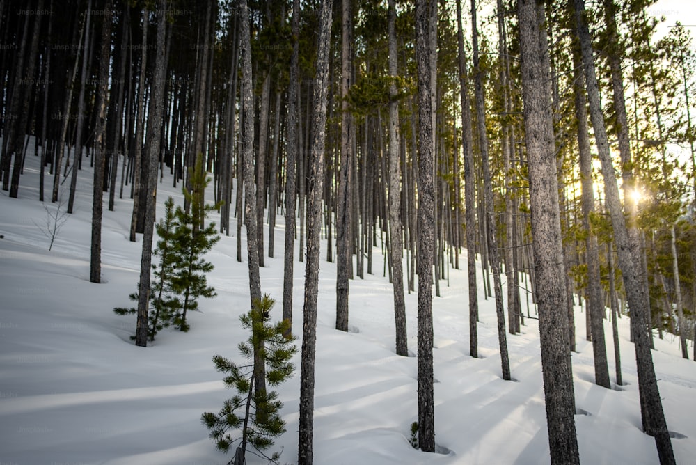 雪の中に立っている木のグループ