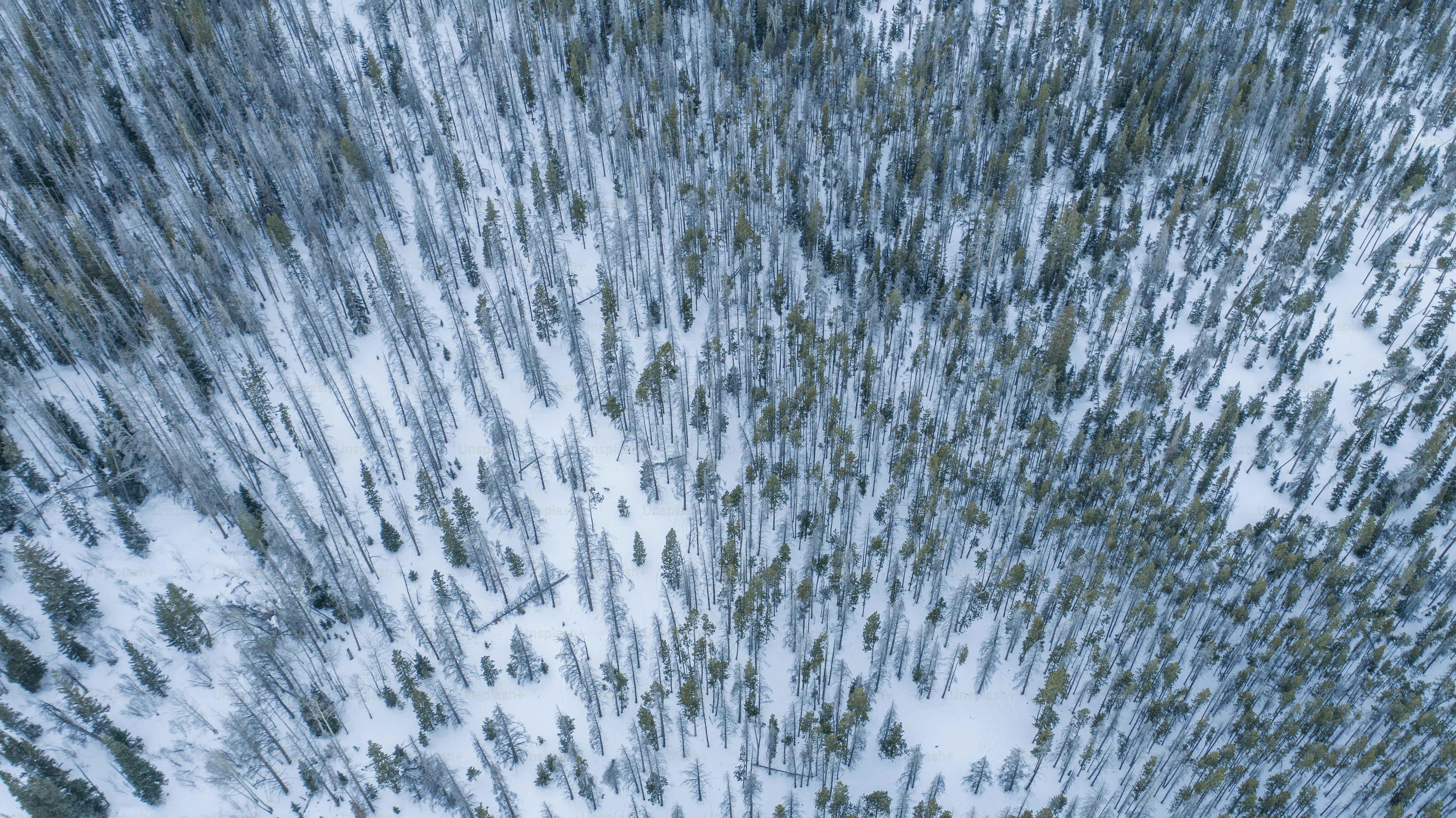 An aerial view of a snow covered forest photo – Trees Image on Unsplash