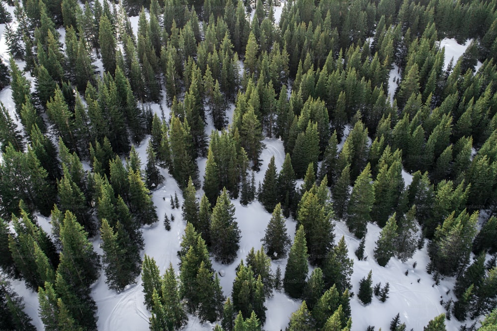 雪に覆われたたくさんの木々でいっぱいの森