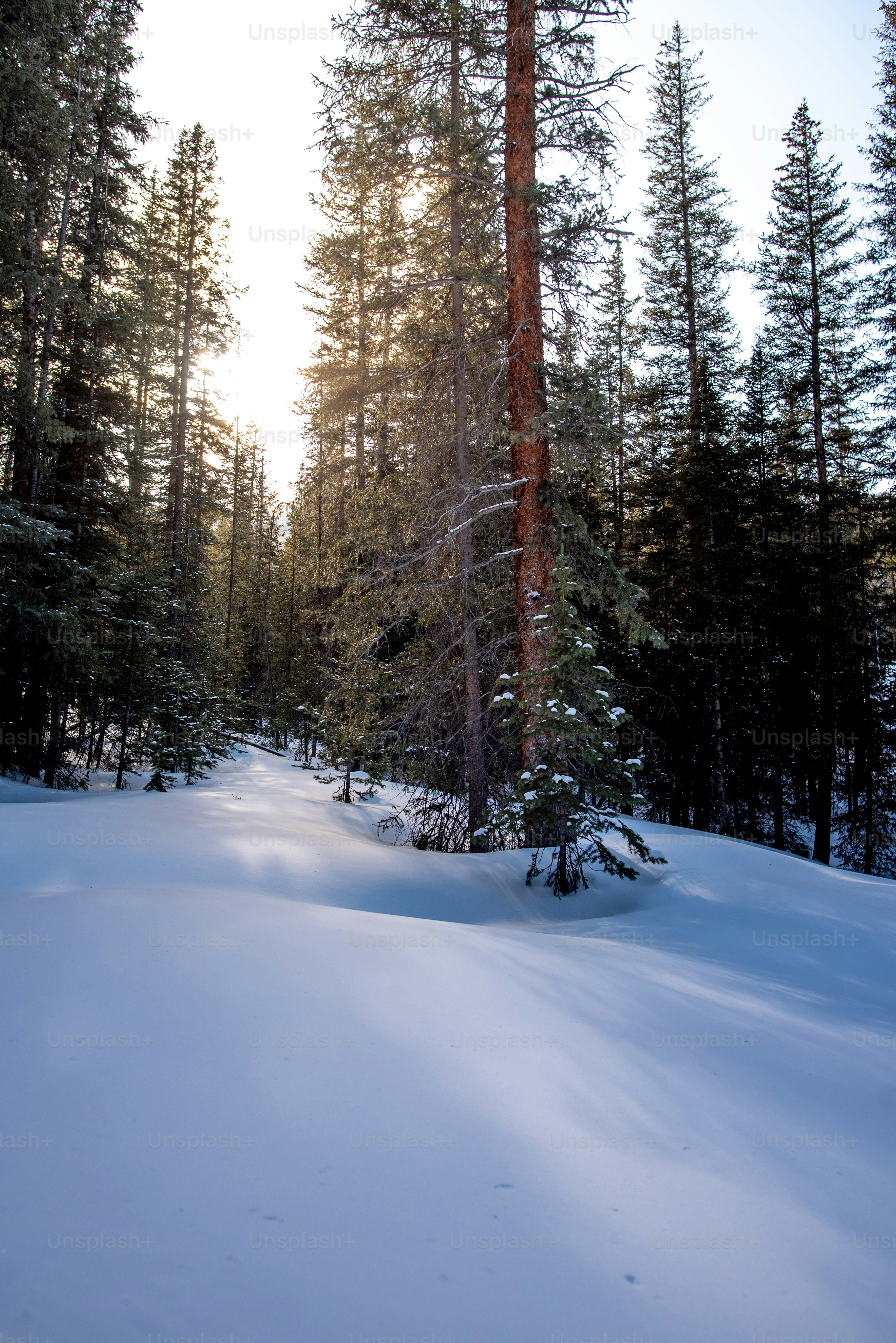 the sun is shining through the trees in the snow