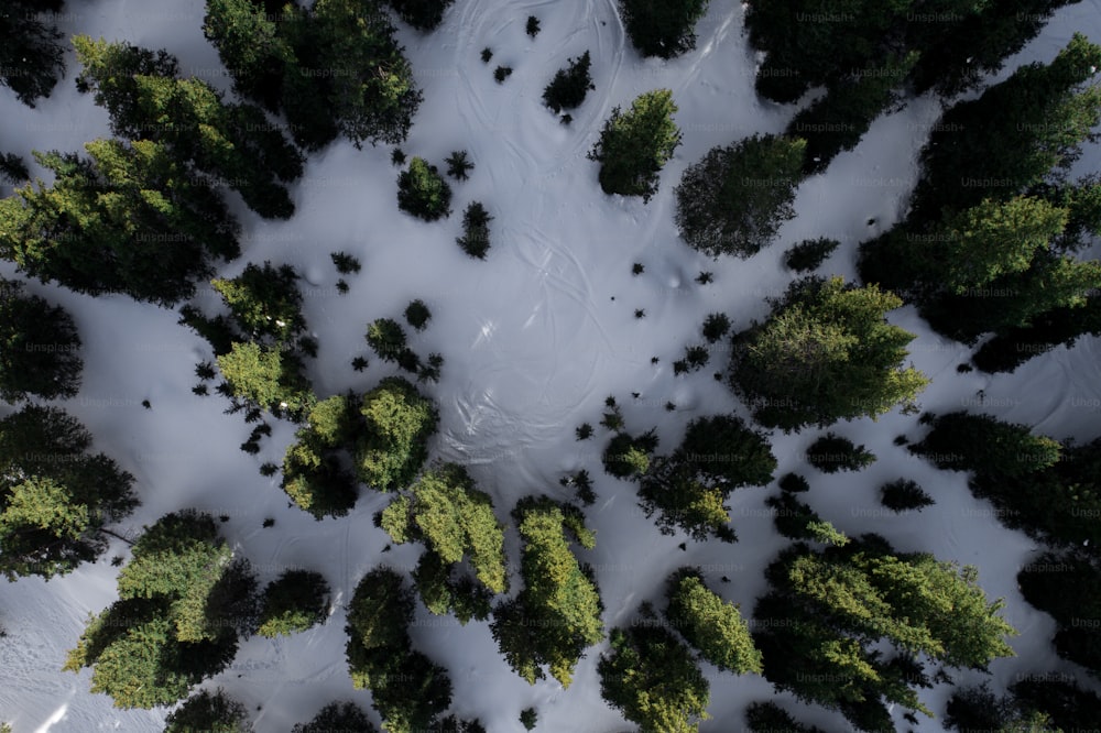 uma vista aérea de uma floresta coberta de neve