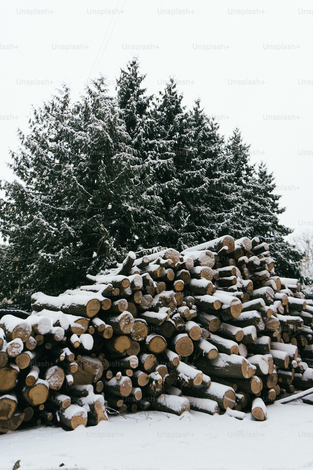 Ein Haufen Baumstämme im Schnee