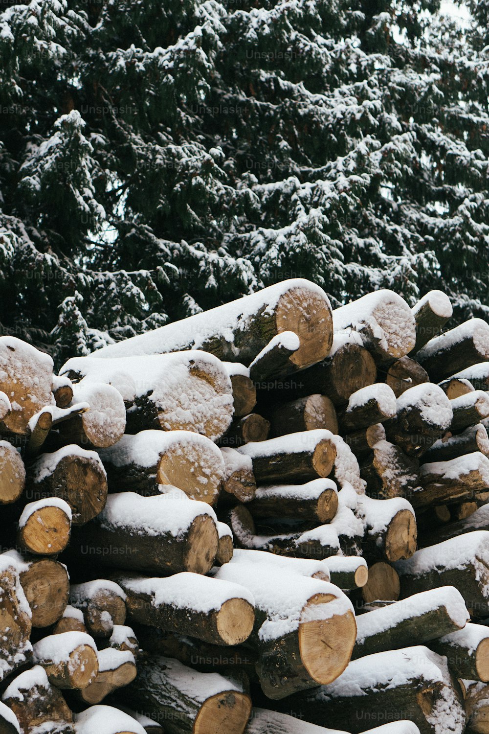 a pile of logs covered in snow next to trees
