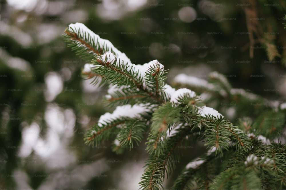 um ramo de um pinheiro coberto de neve
