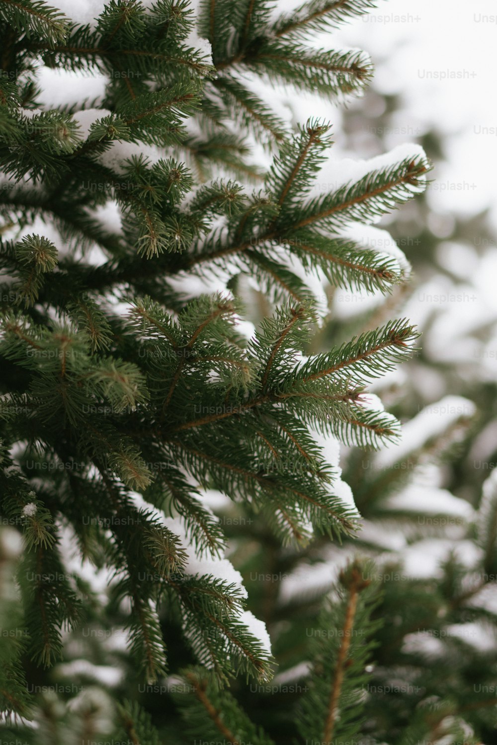 a close up of a pine tree with snow on it