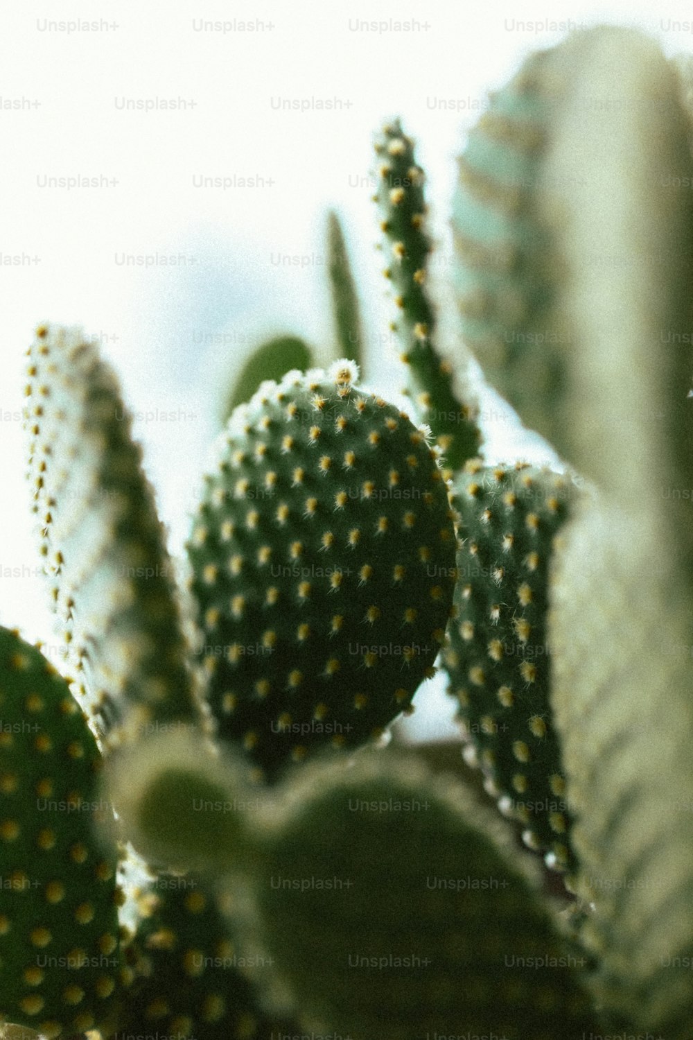 Un primer plano de una planta de cactus con un fondo de cielo