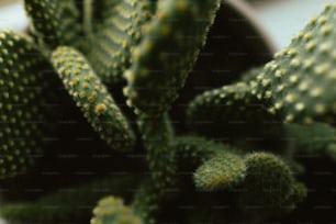 a close up of a small green plant