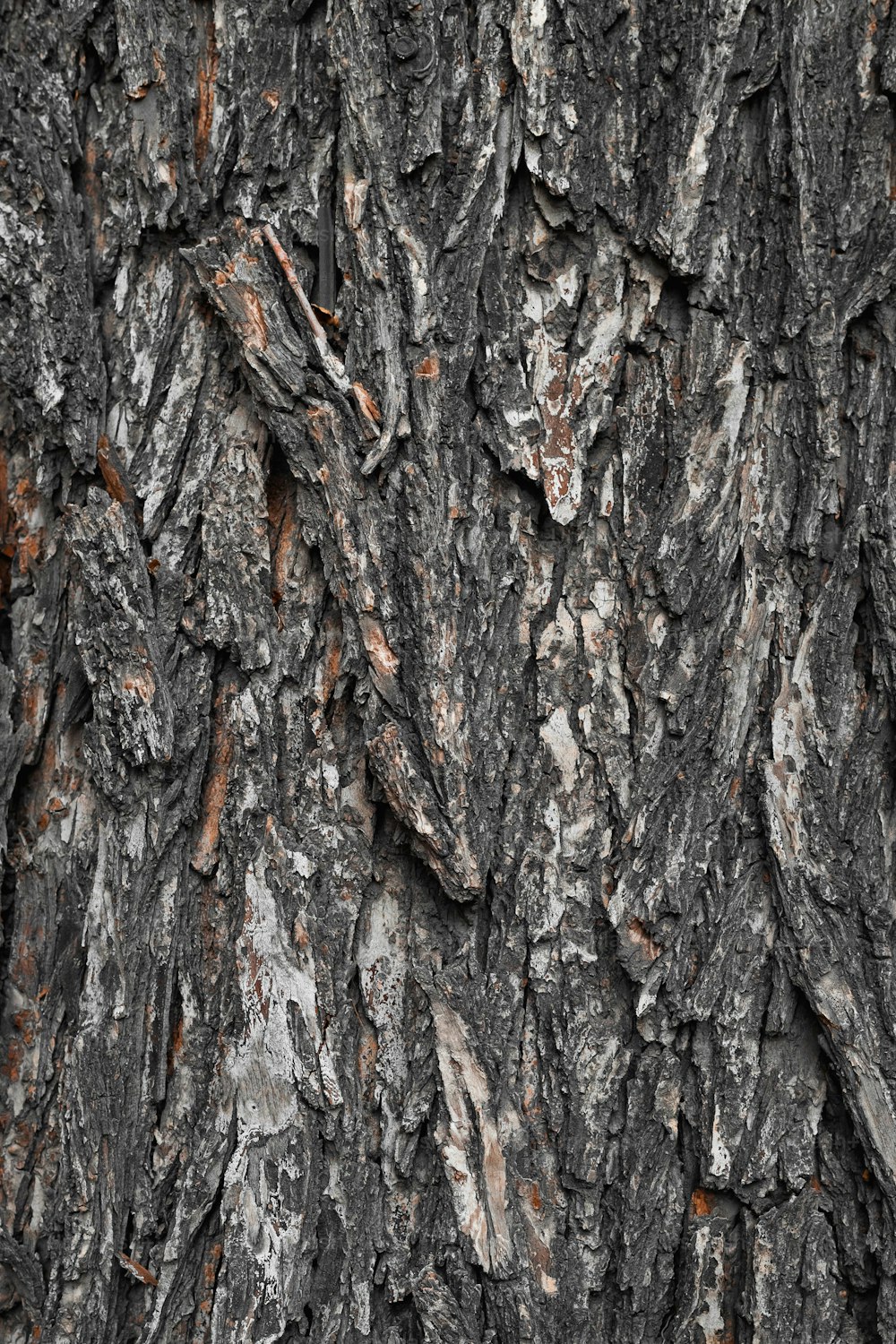 Un primer plano de un tronco de árbol con corteza marrón