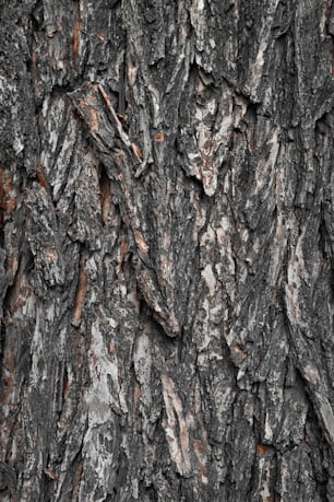 a close up of a tree trunk with brown bark