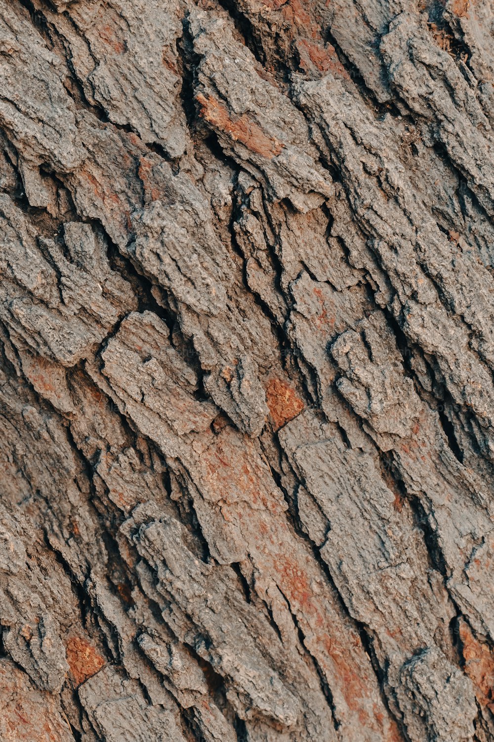 the bark of a tree is brown and black