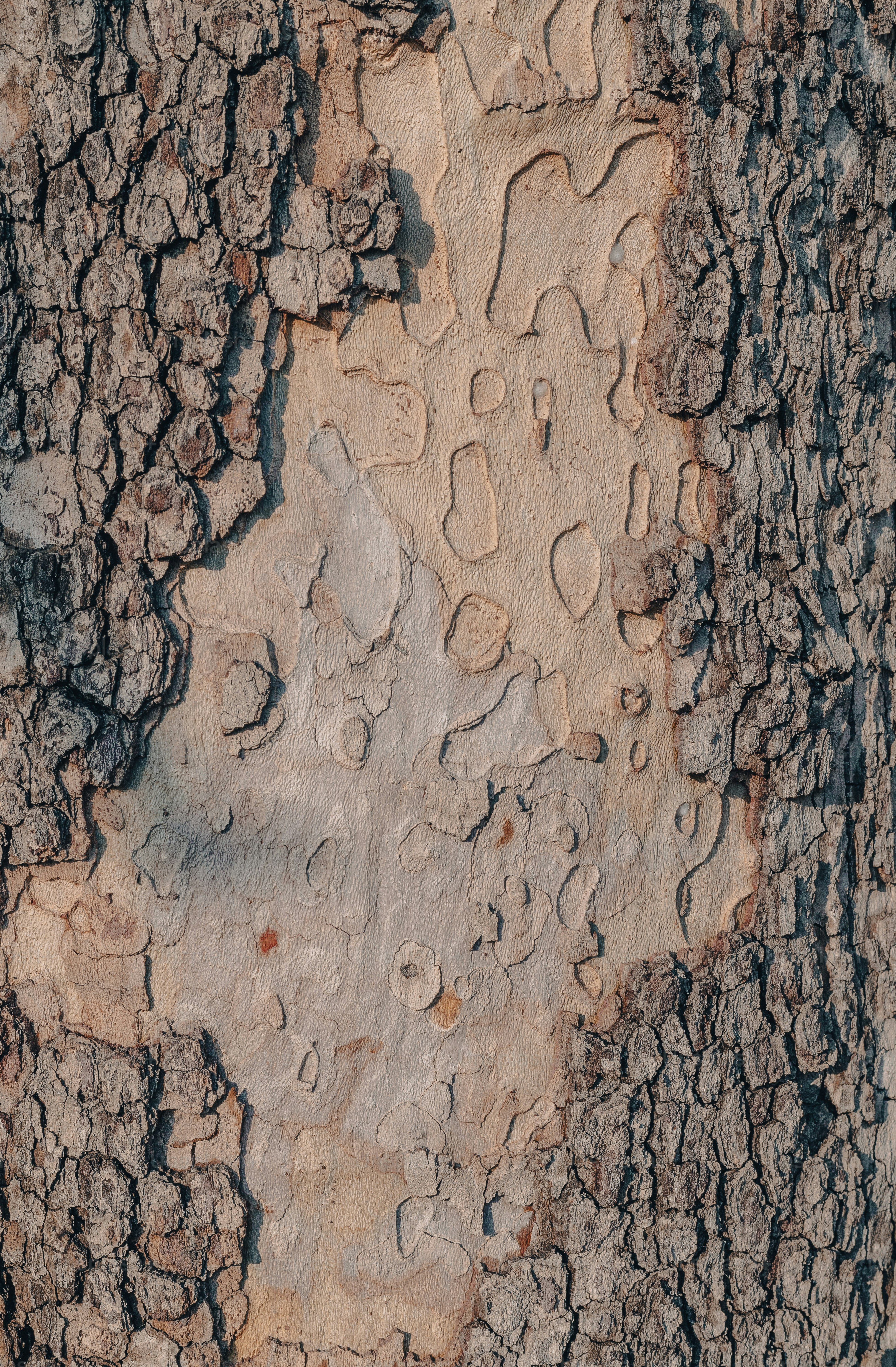 Un primer plano de la textura de la corteza de un árbol