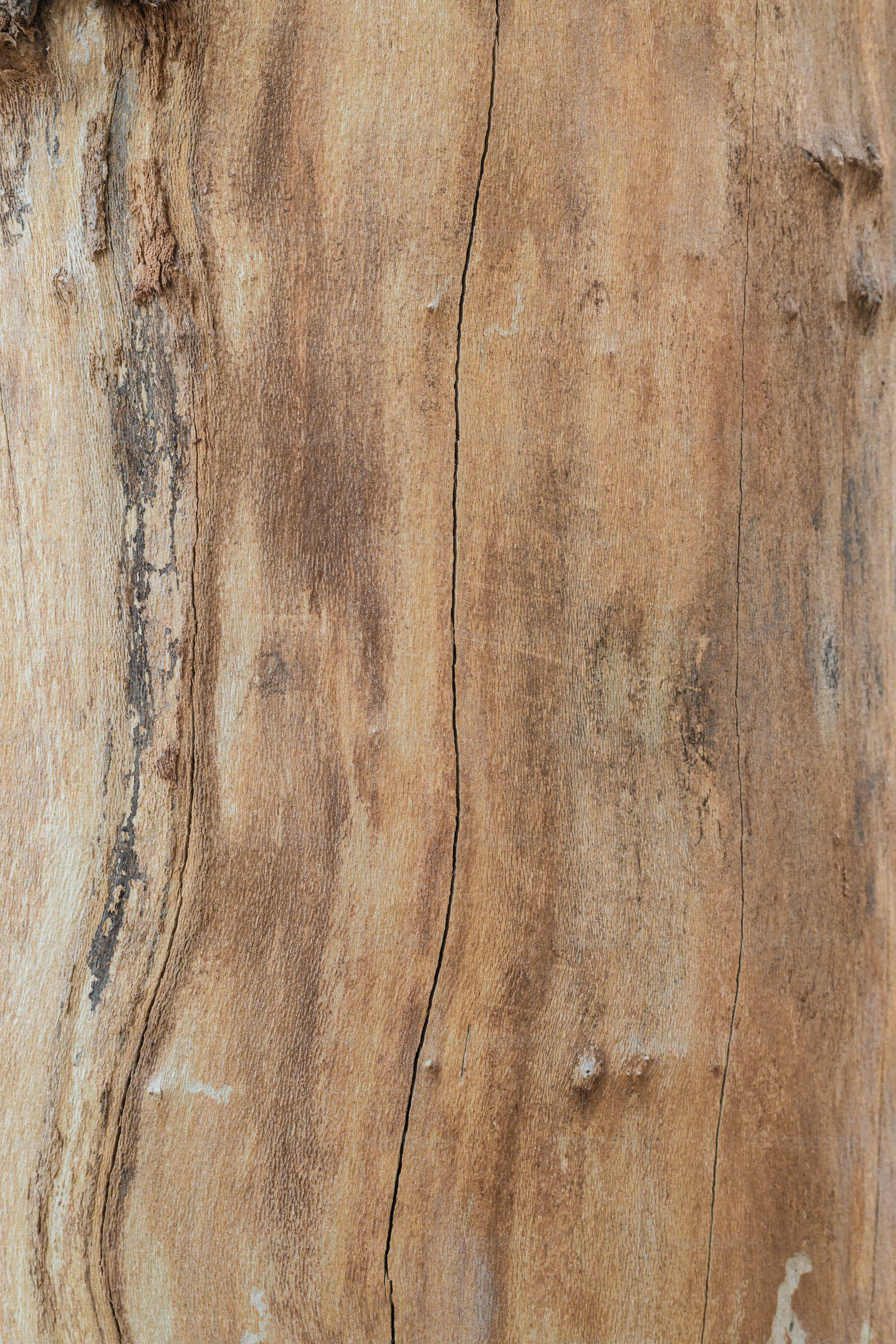 a bird is perched on a tree stump