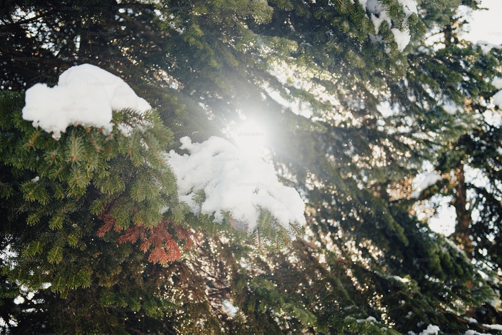 the sun shines through the branches of a pine tree