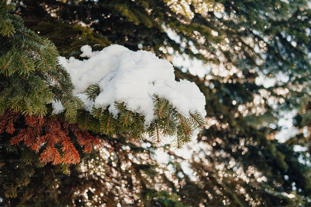 a pine tree with snow on top of it
