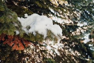 a pine tree with snow on top of it