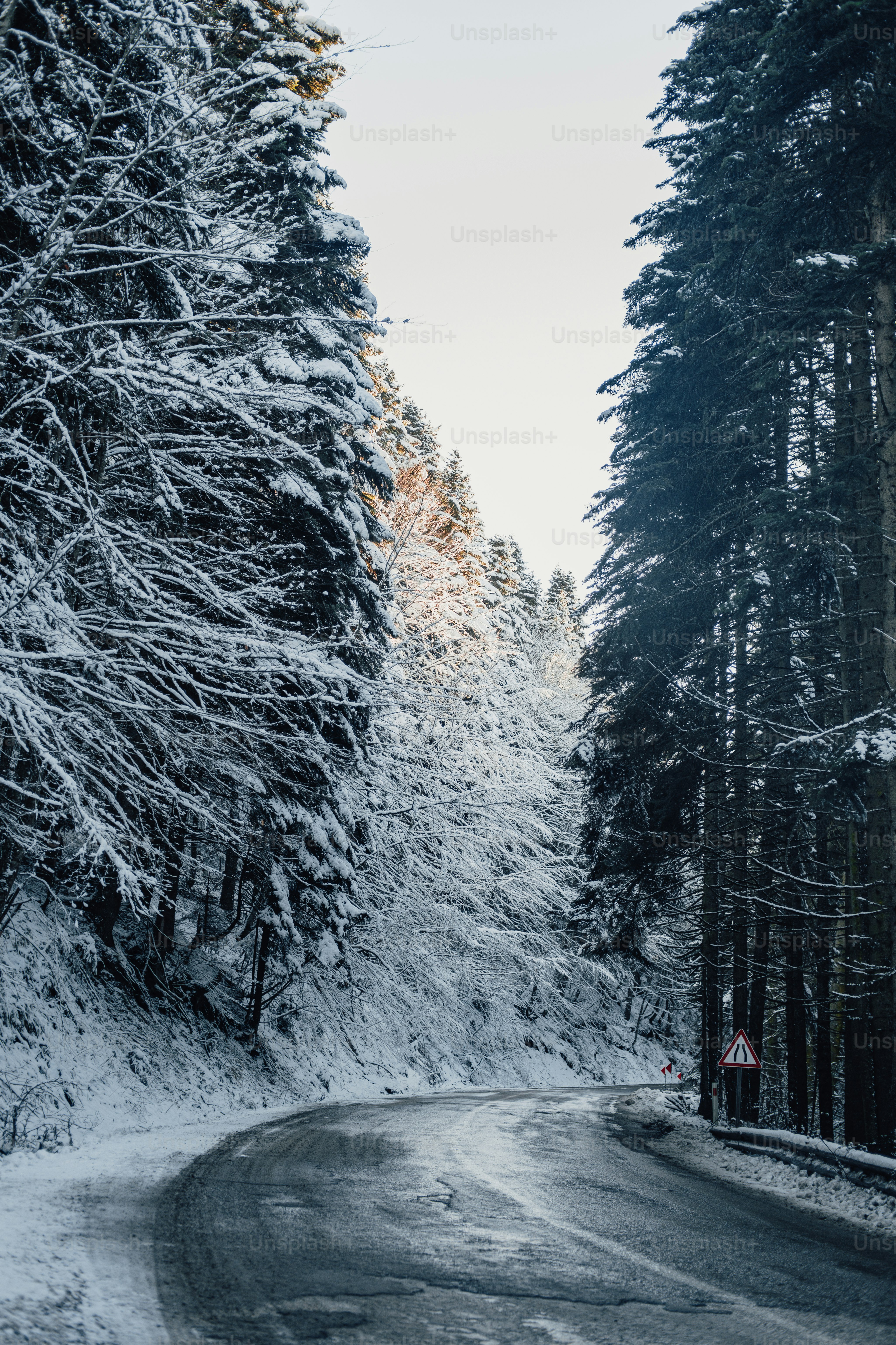 A pine tree with snow on top of it photo – Winter Image on Unsplash