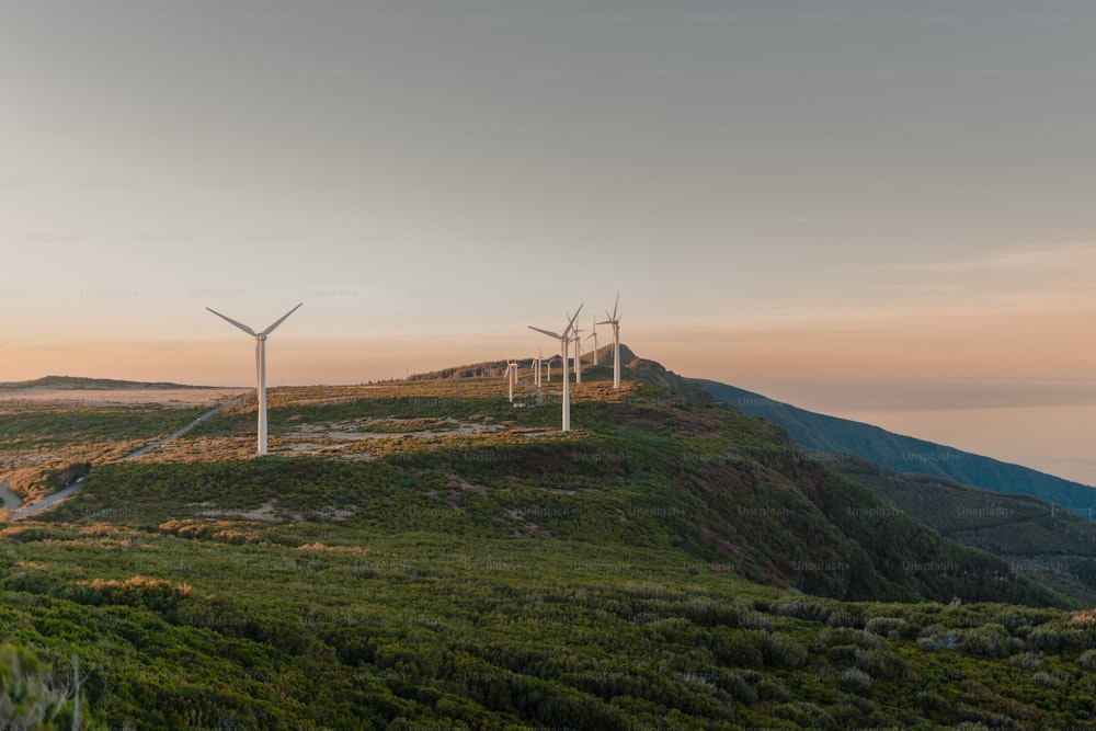 Un grupo de turbinas eólicas en una colina cubierta de hierba