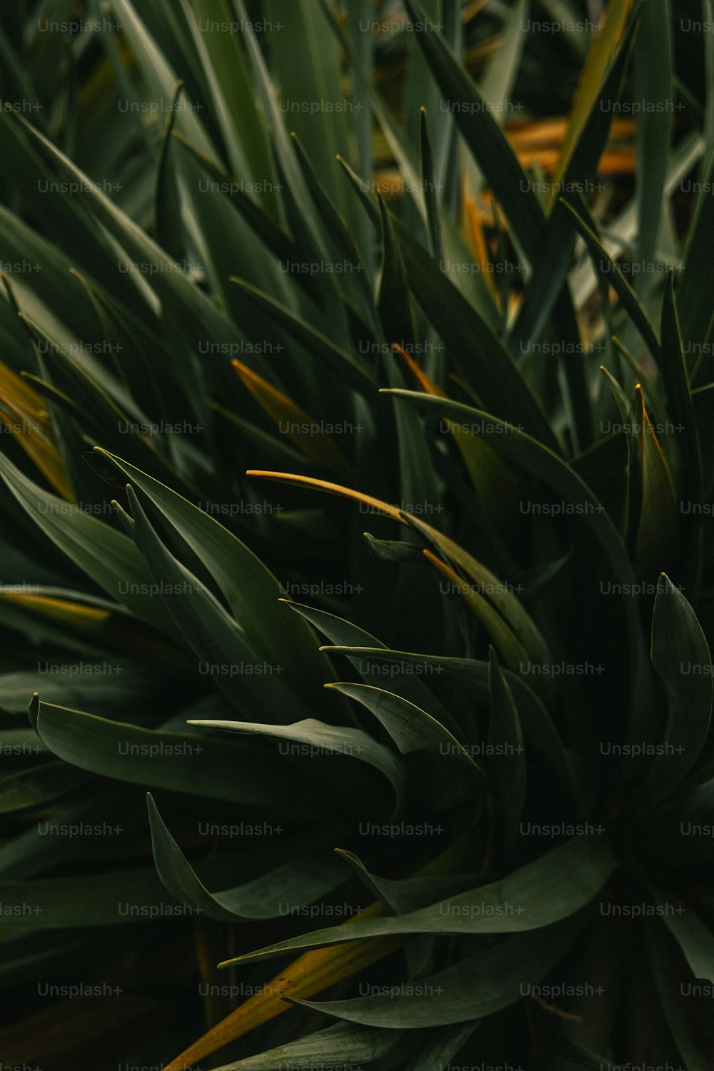 um close up de uma planta com folhas verdes