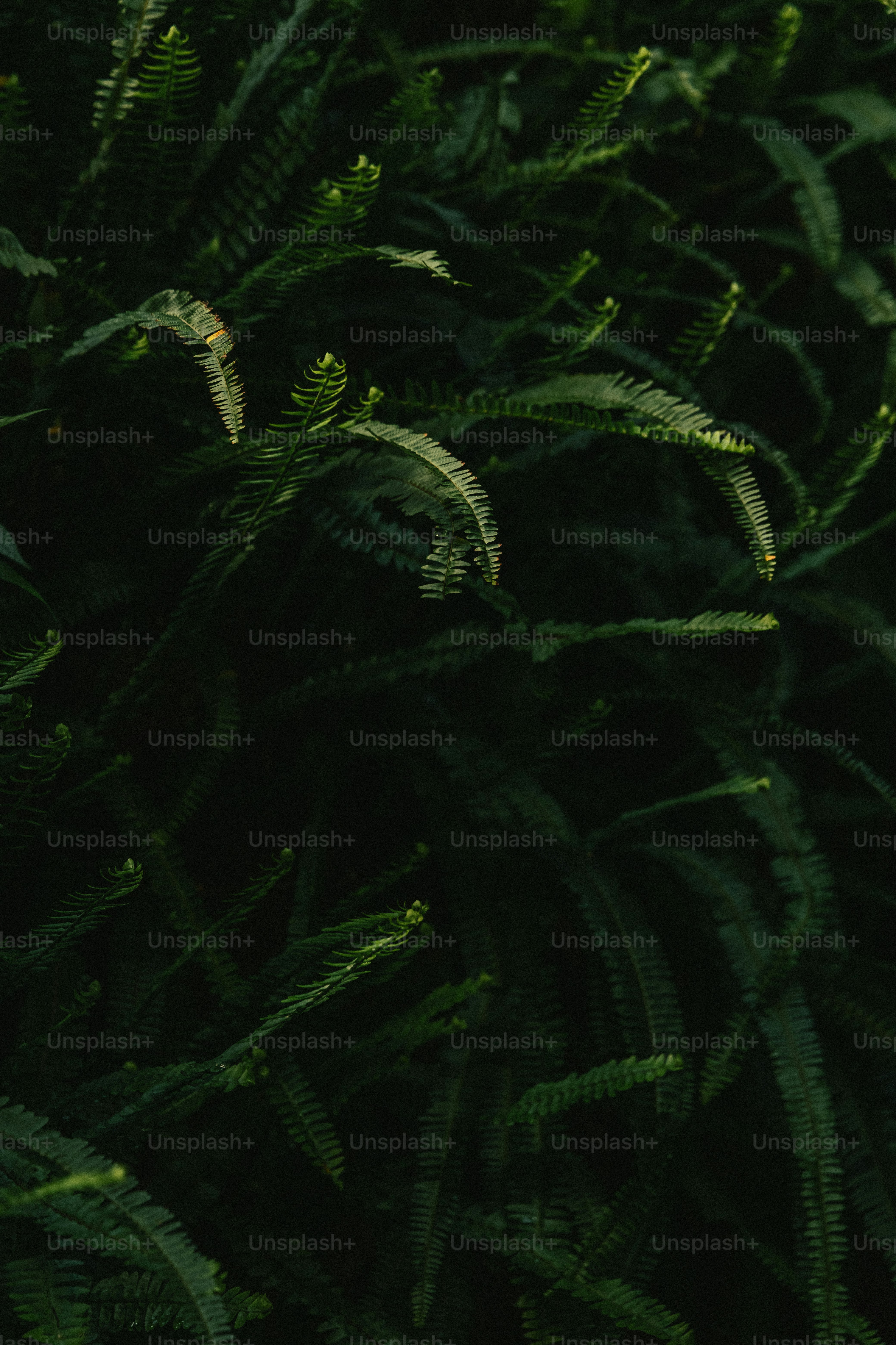 close-up sekelompok tanaman hijau