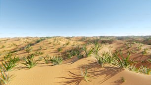a picture of a desert with grass growing in the sand