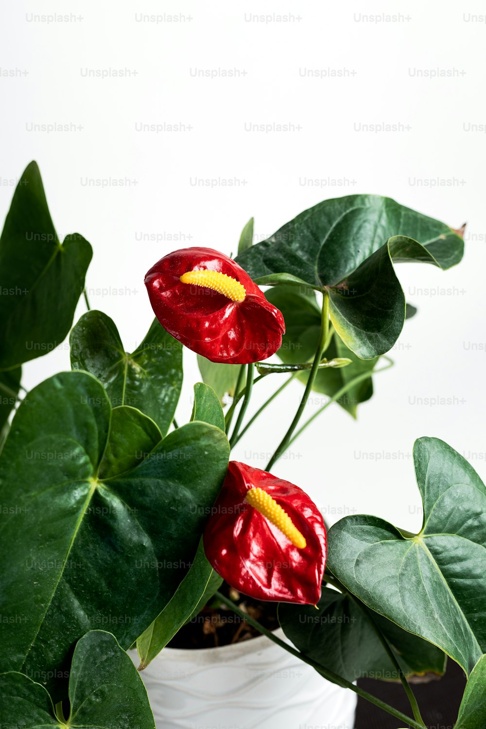 붉은 꽃과 녹색 잎이있는 화분