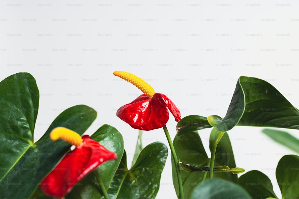 una flor roja con un tallo amarillo en una planta verde