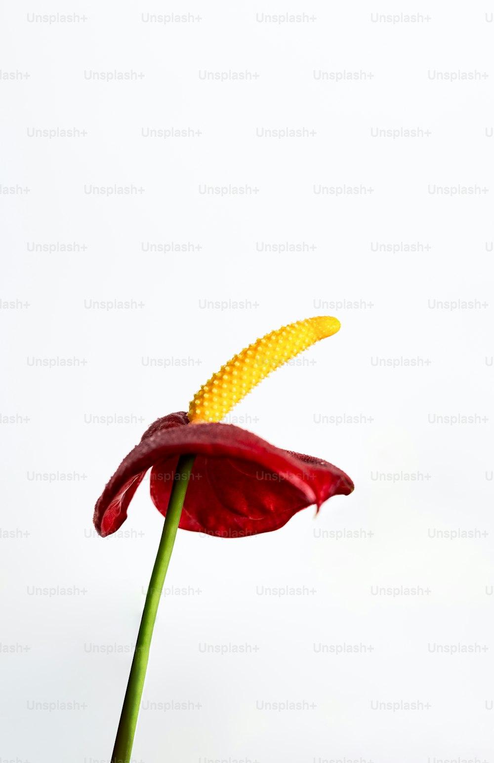 Una sola flor roja con un tallo amarillo