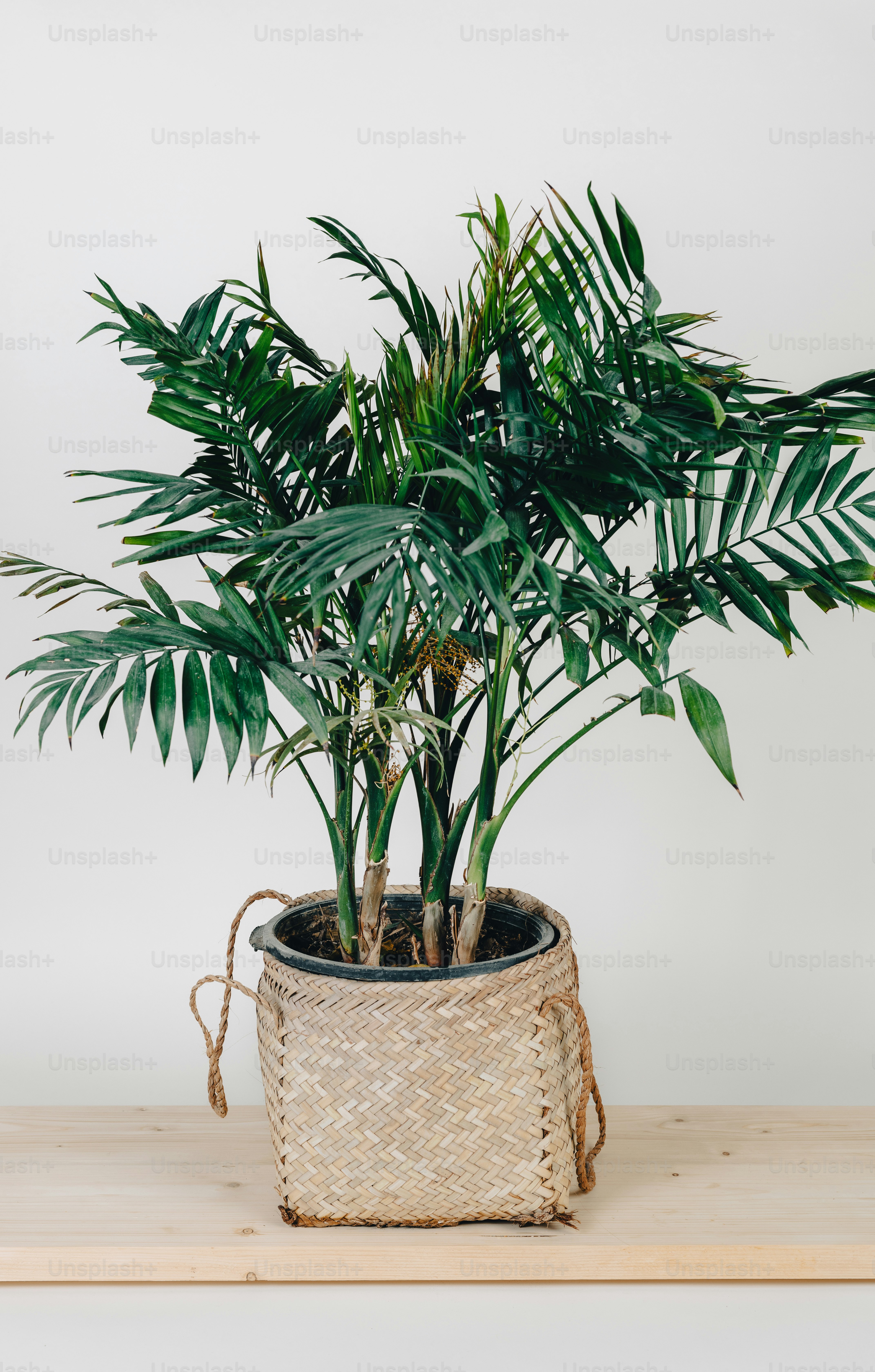 a potted plant sitting on top of a wooden table