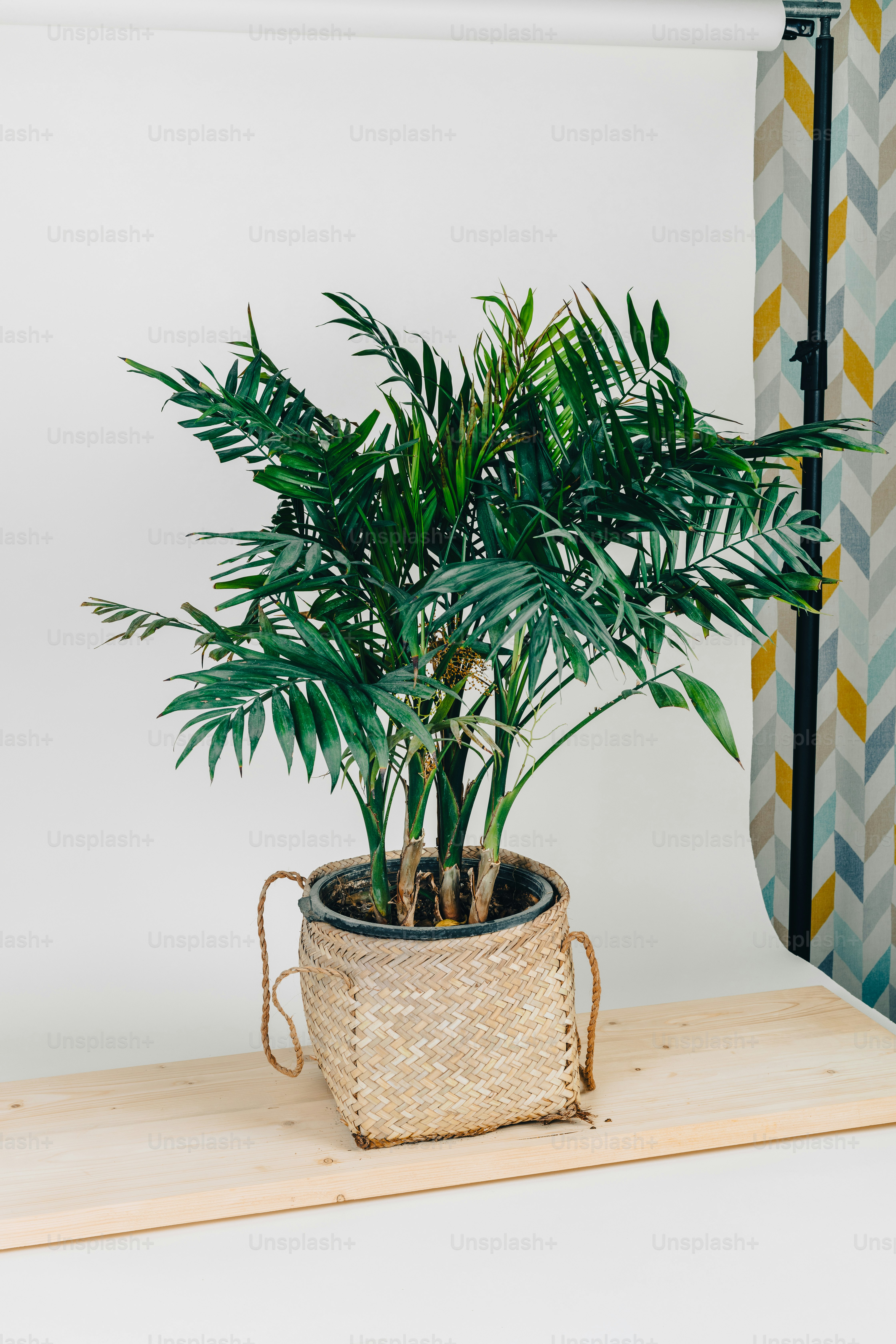 eine Topfpflanze, die auf einem Holztisch sitzt