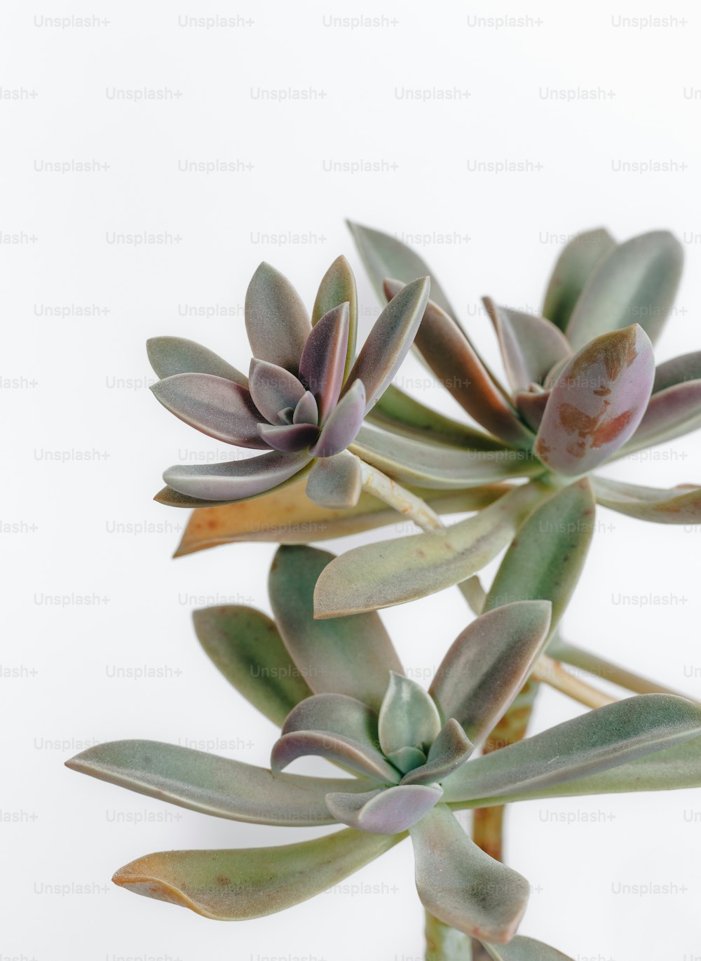 a close up of a plant on a white background