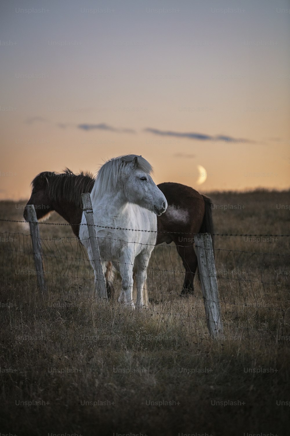 um par de cavalos em pé em cima de um campo coberto de grama