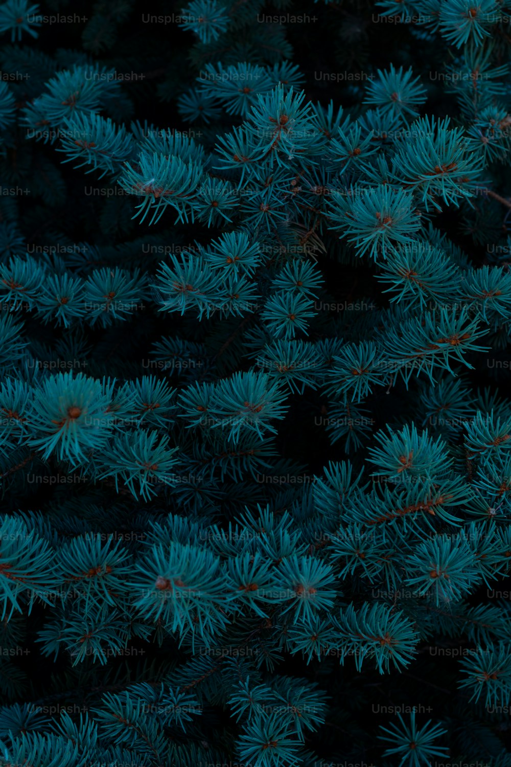 Un primo piano di un mazzo di aghi di pino blu