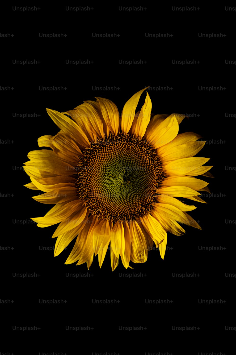 a large yellow sunflower with a black background