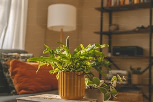 a potted plant sitting on top of a table