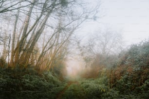 a foggy path in the woods with trees