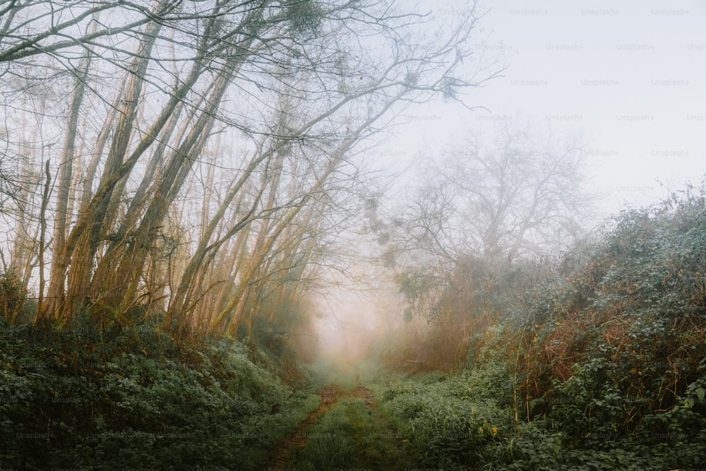 a foggy path in the woods with trees