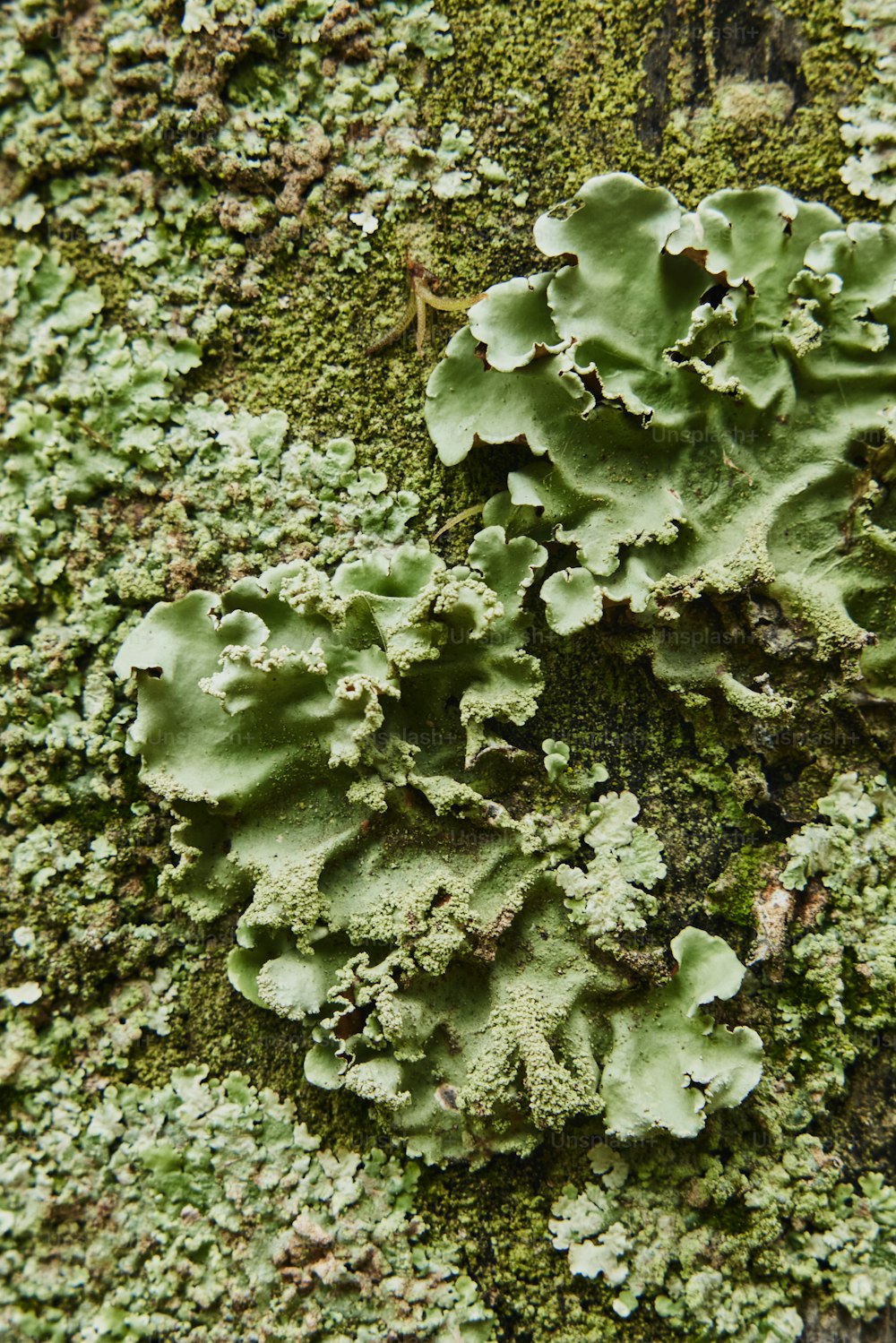 a close up of a moss covered tree trunk