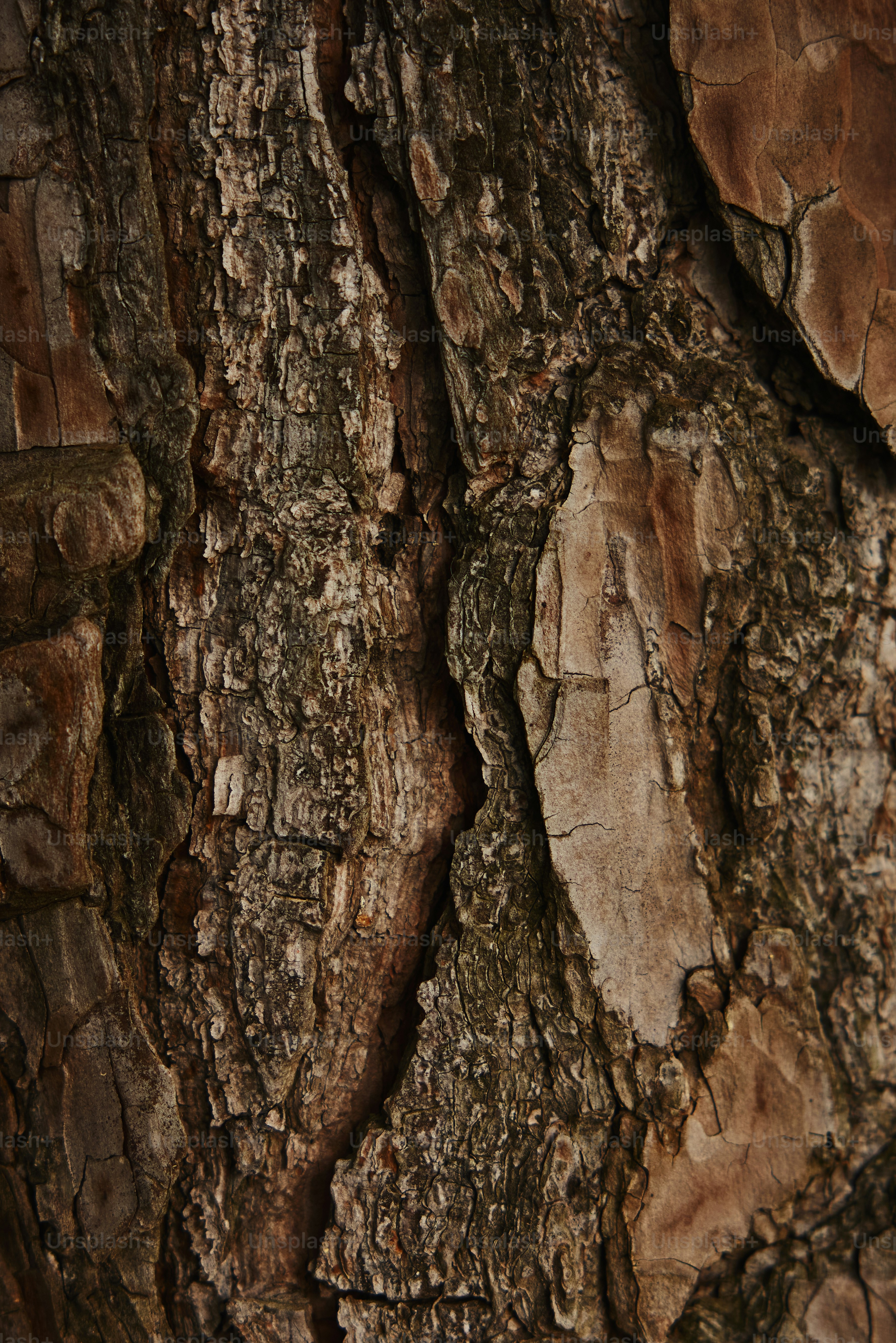 a bird is perched on a tree trunk