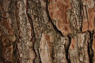 a close up of the bark of a tree