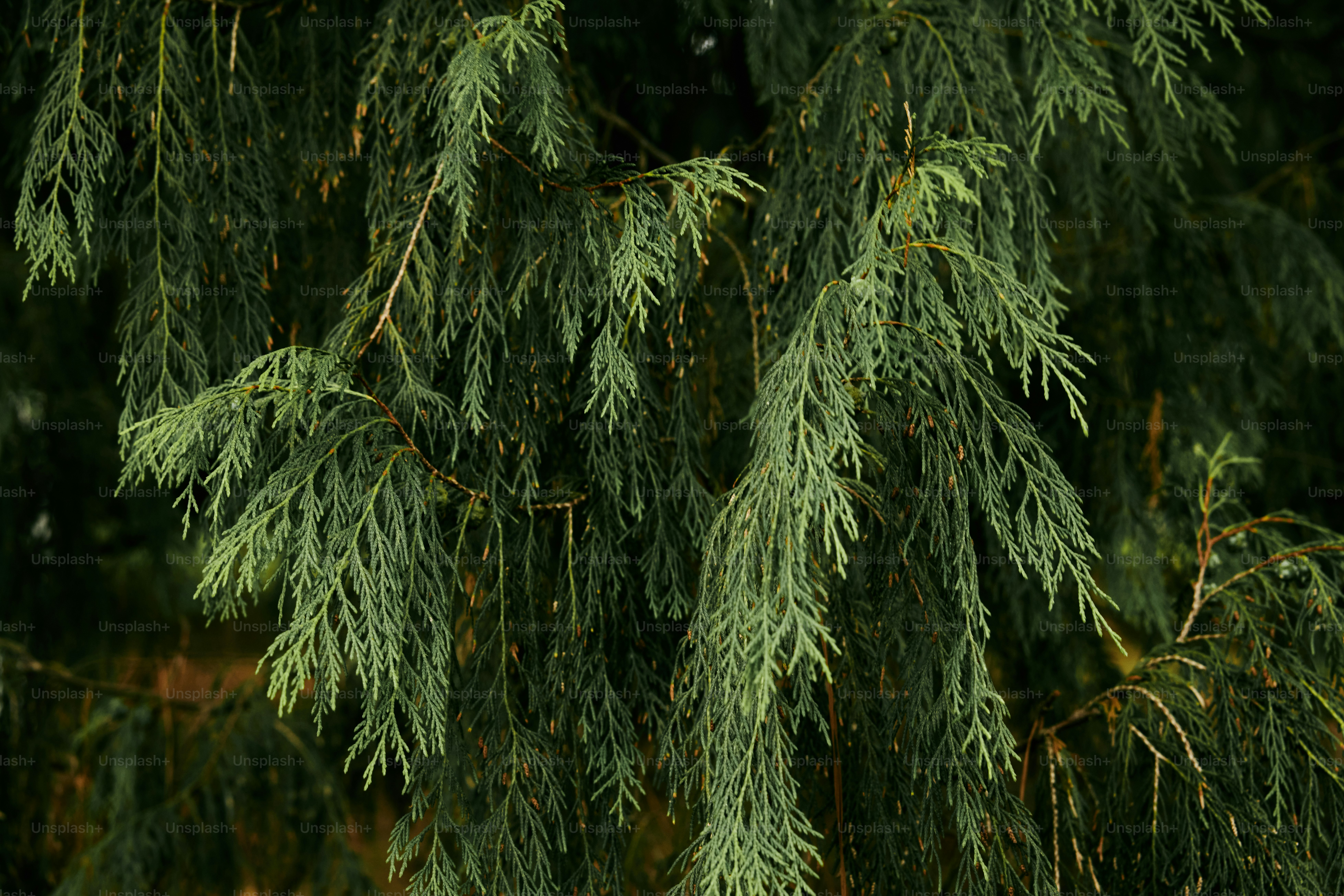 a close up of a tree with green leaves