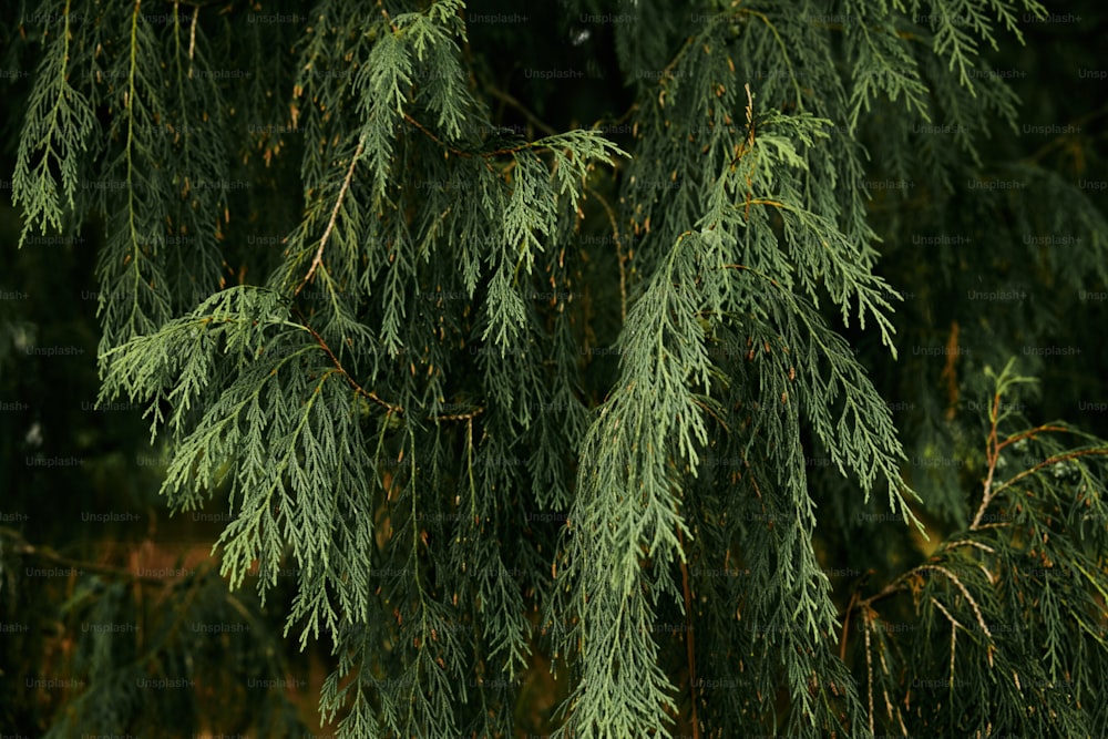 a close up of a tree with green leaves