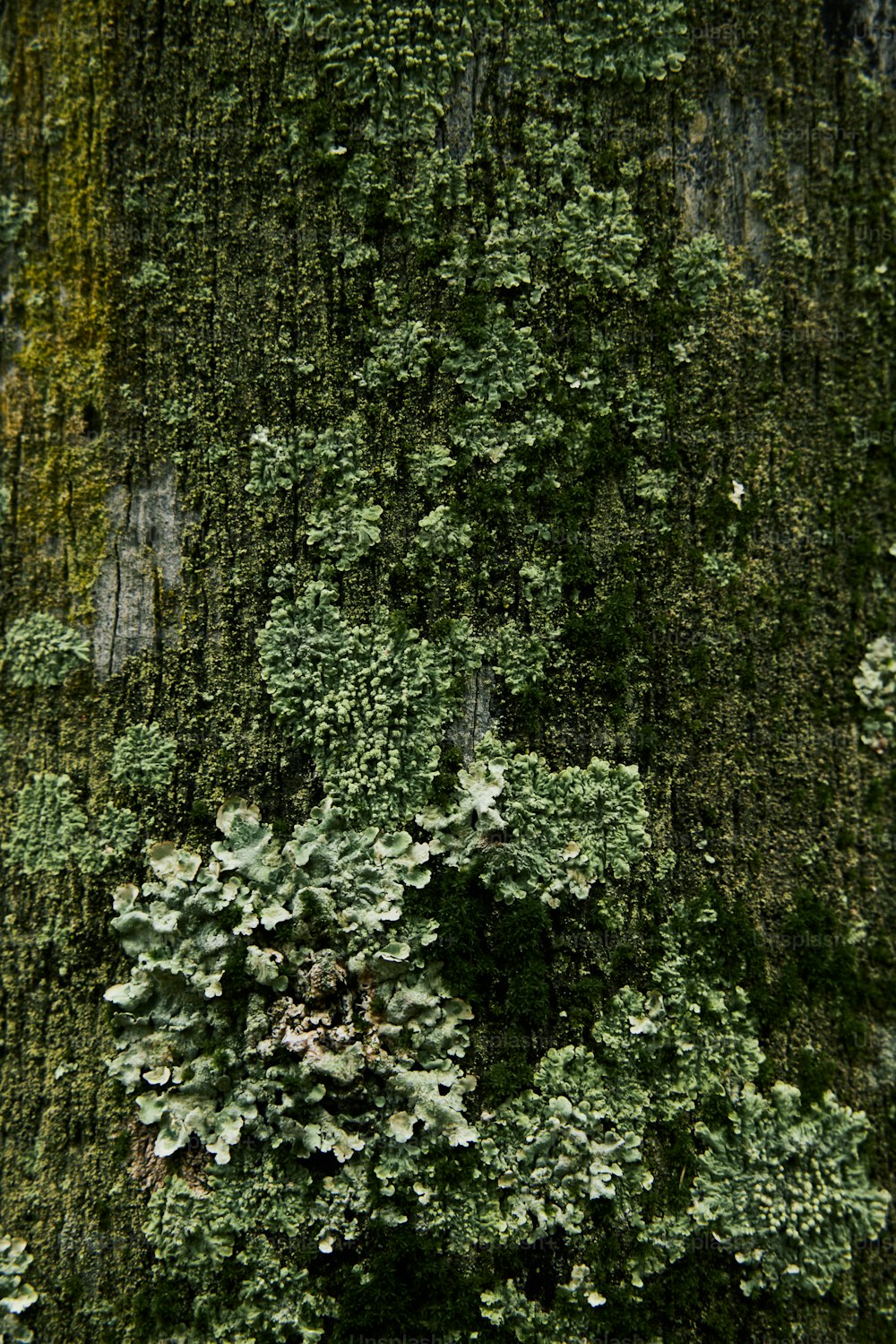 a close up of a tree with moss growing on it
