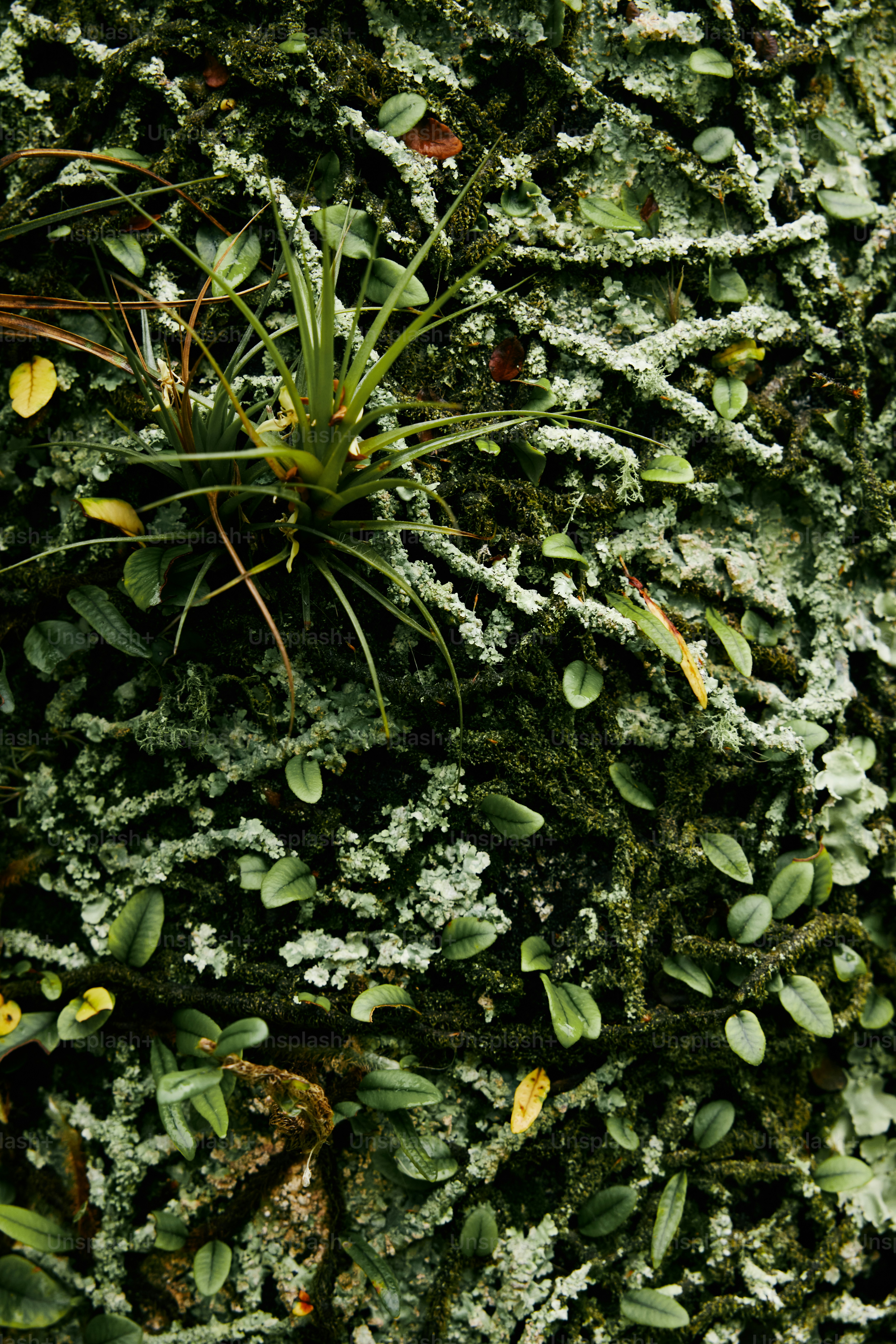 a close up of a mossy surface with small plants