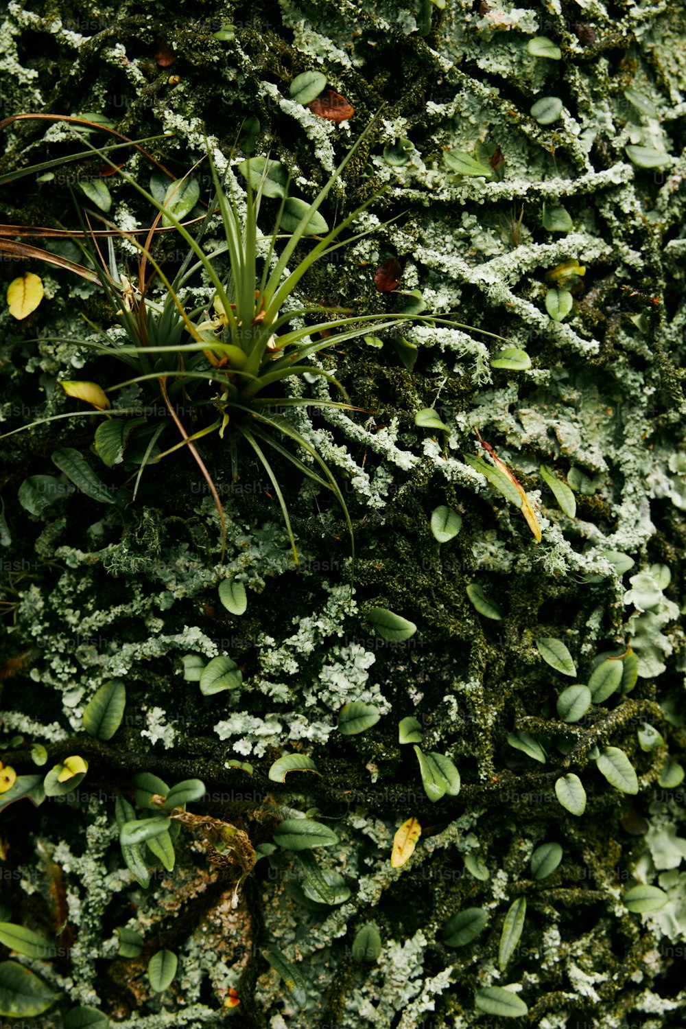 a close up of a mossy surface with small plants