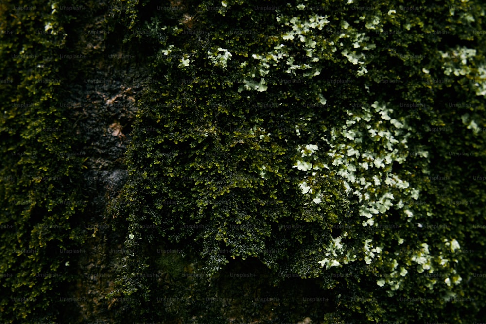 a close up of a tree with green moss growing on it