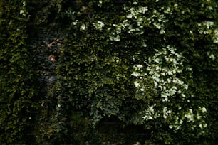 un primo piano di un albero con muschio verde che cresce su di esso