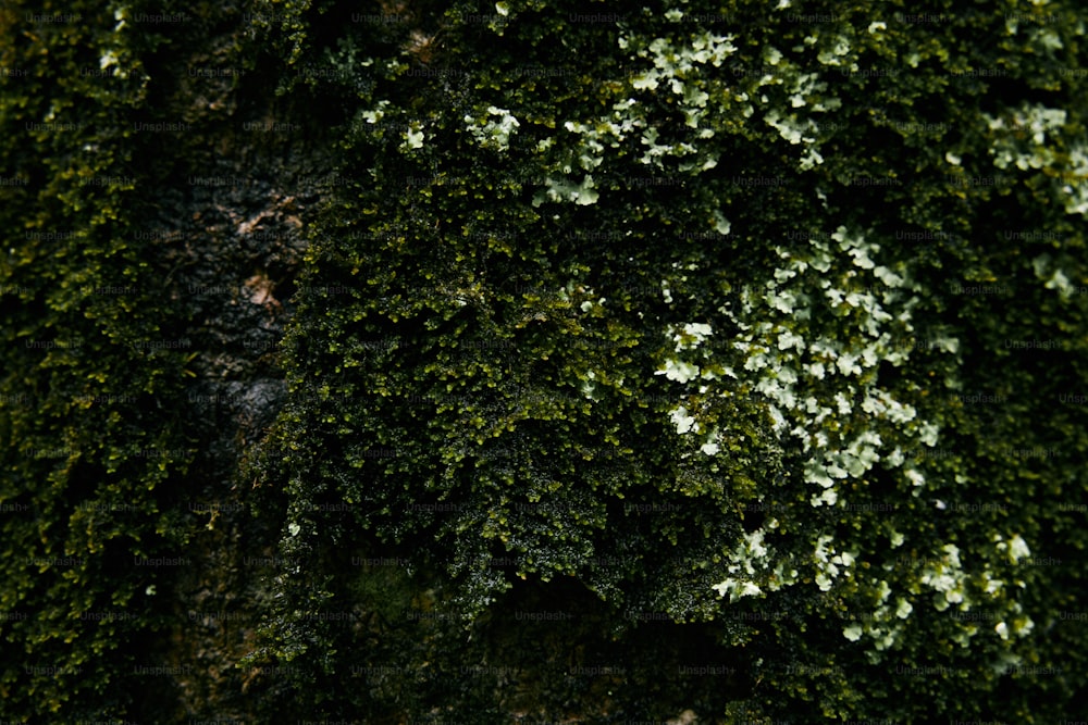 Eine Nahaufnahme eines Baumes, auf dem grünes Moos wächst