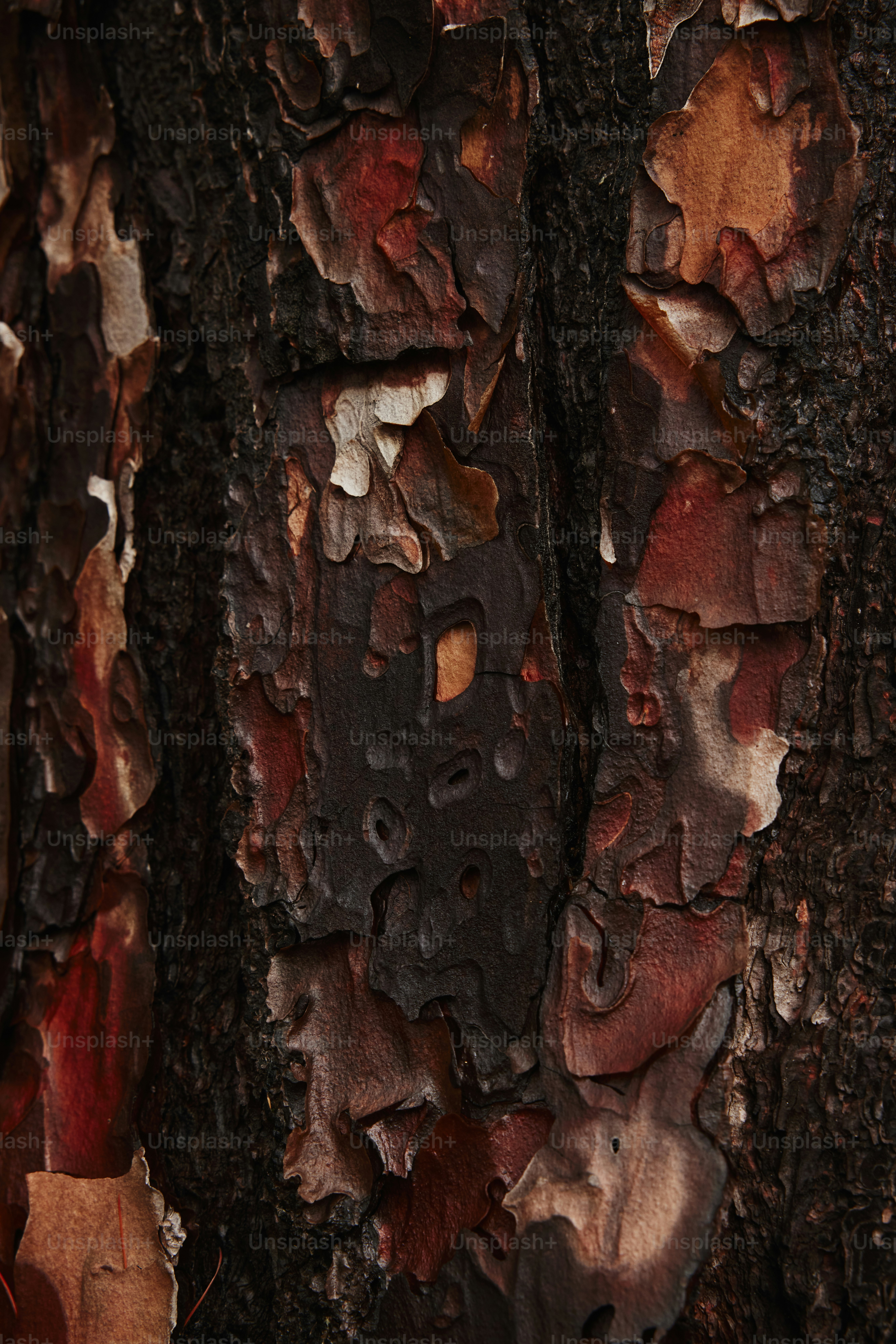 a close up of a tree trunk with peeling paint