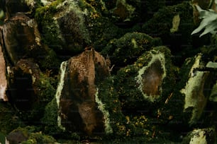 a pile of moss covered rocks in a forest