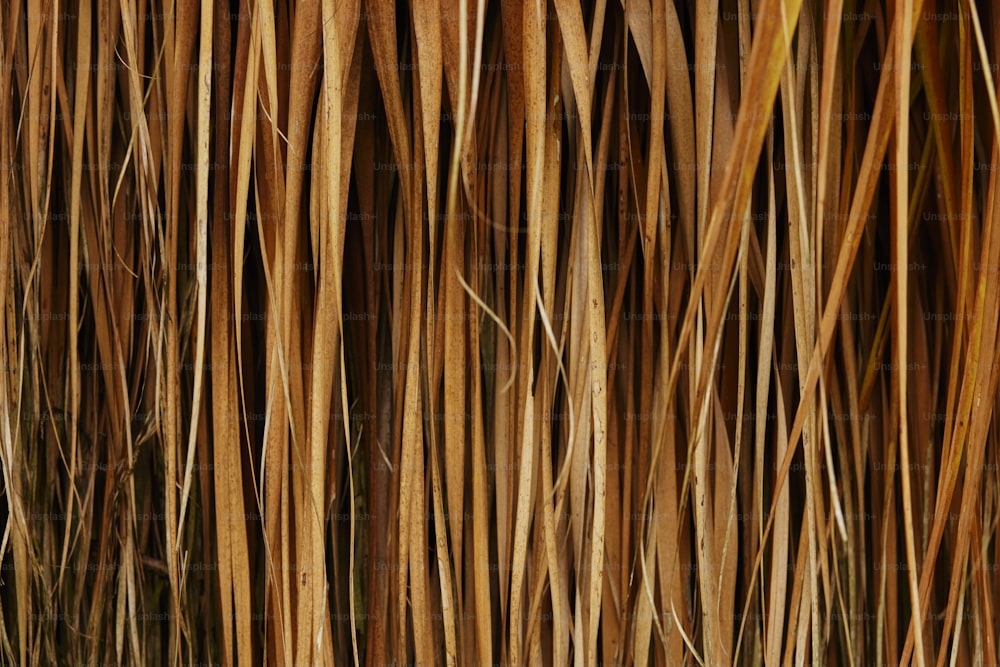 un gros plan d’un bouquet d’herbe brune